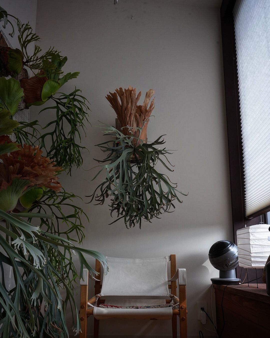 P.willinckii moonlight Lo-Fi Musicが聴こえて来そうなこんな写真で言