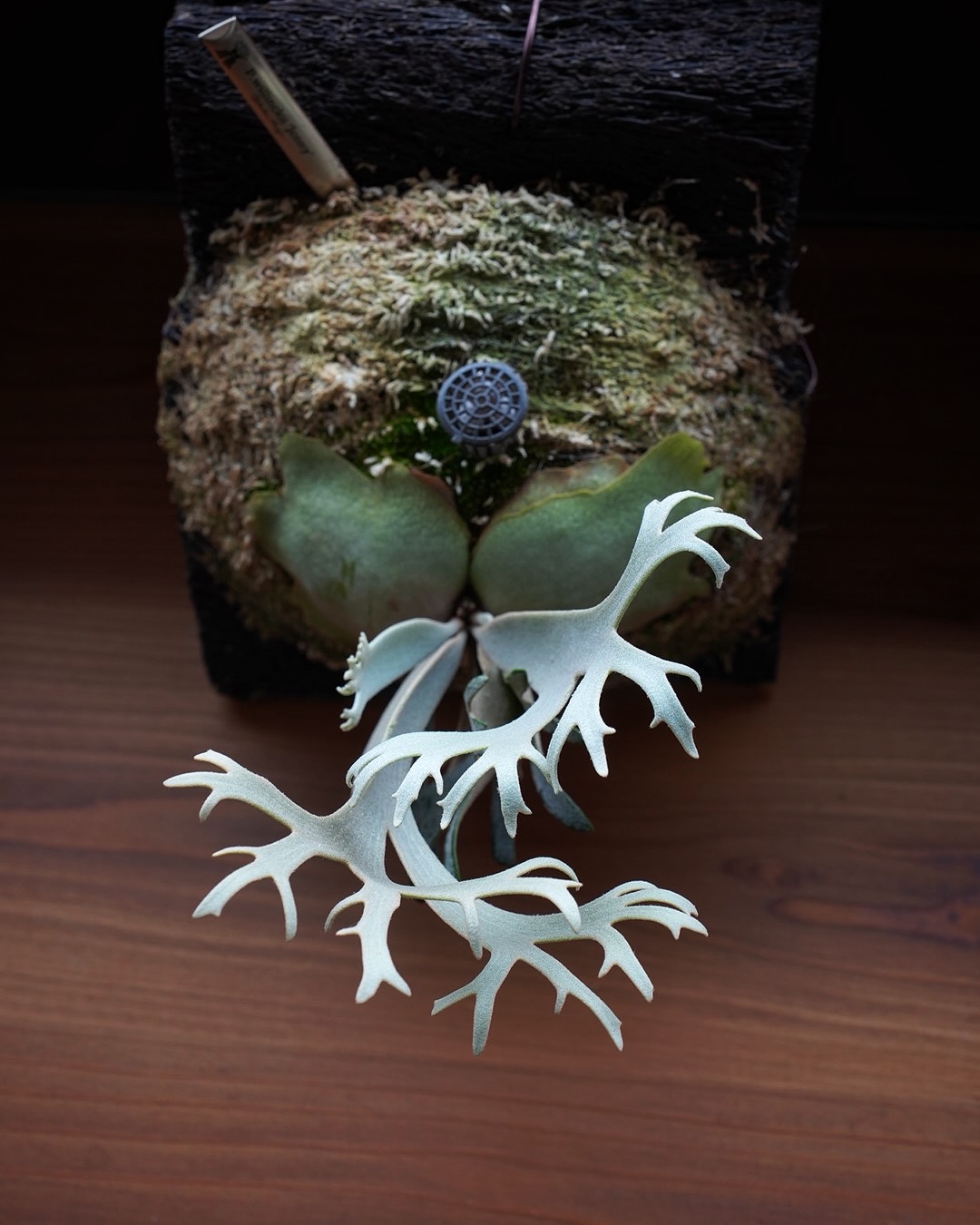 P.willinckii ‘Jenny’ from @bikakumafia いいビカクですね。ほん