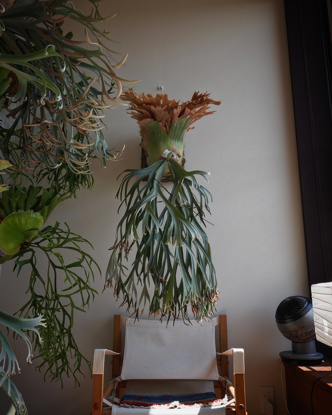 P.willinckii 月光爪哇の写真