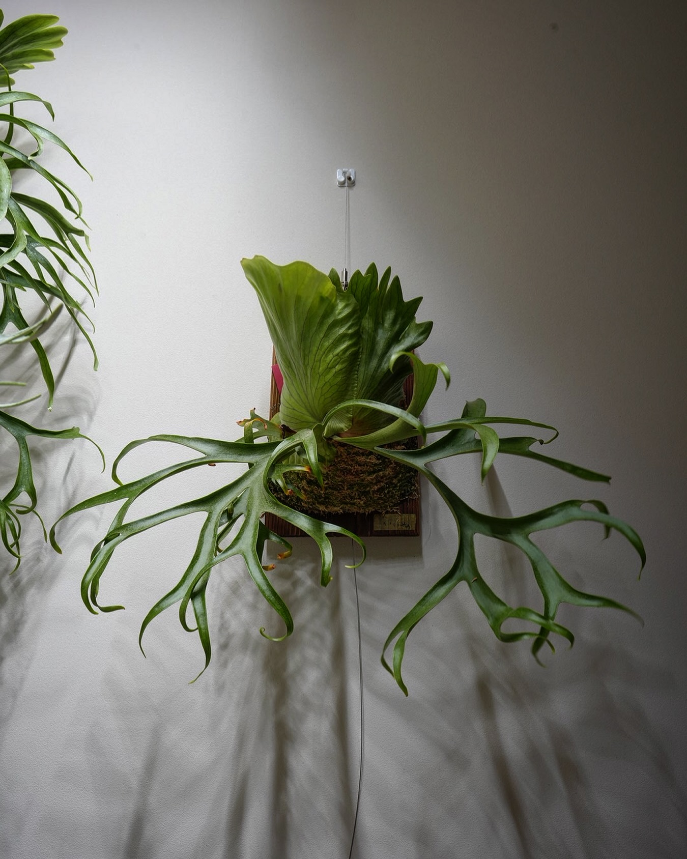 P.coronarium from @katsu_hibino 現代ビカクでは珍しい奥ゆかしい雰囲気