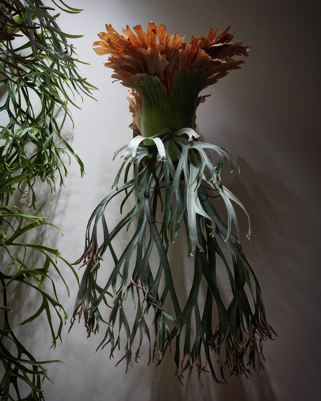 P.willinckii 月光爪哇 from @comolebi_plants マーズ・アタック!