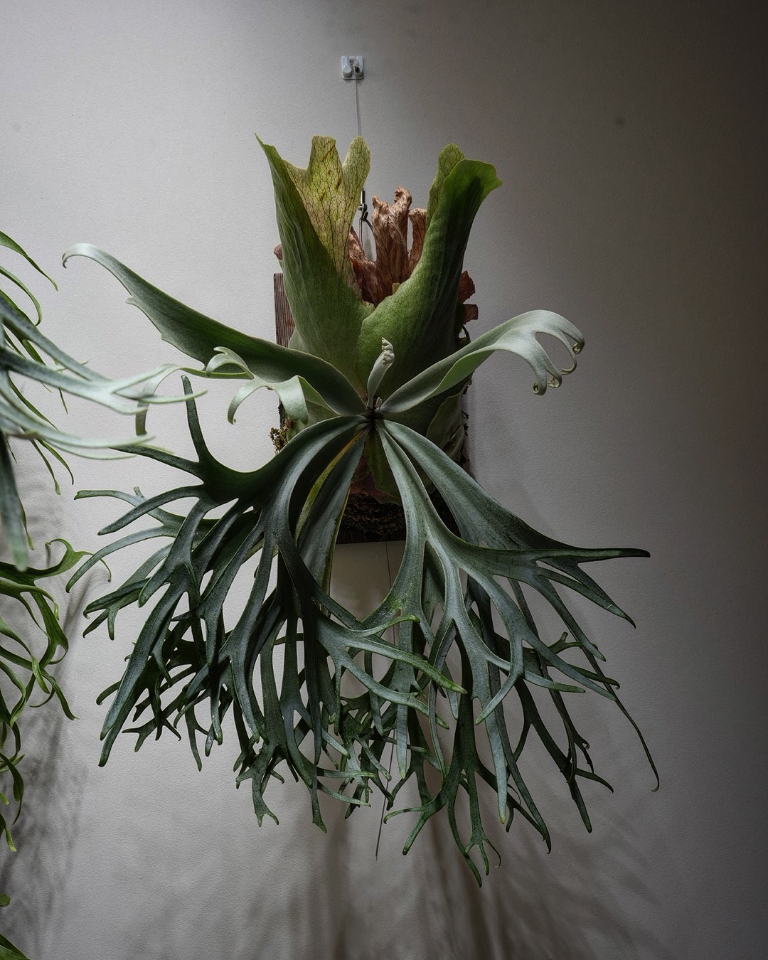 P.willinckii blue queen 最近、私の中の色んなおじさん達がストーリーで呟いてて