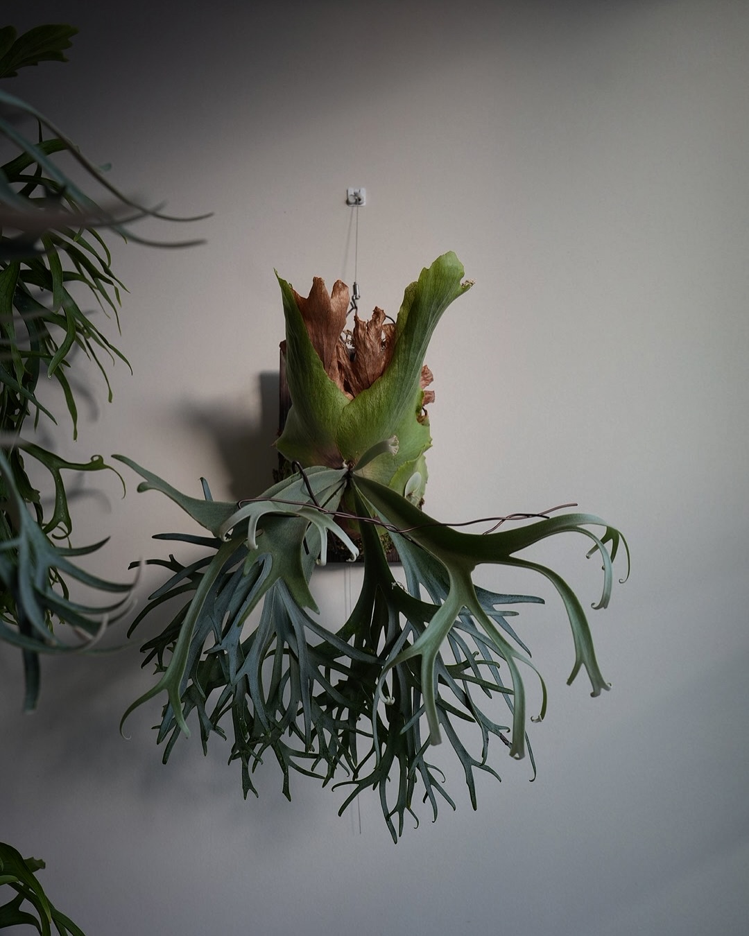 P.willinckii blue queen そういう小さなピロピロの積み重ねがビカクを大人にする