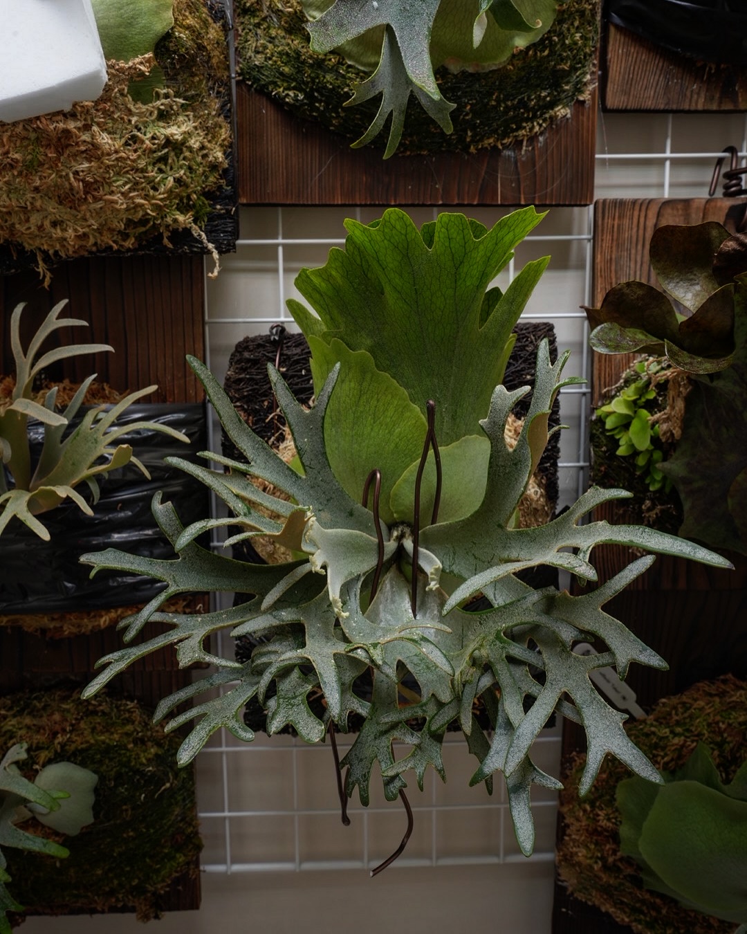 Platycerium willinckii OMG まあなんとファビュラスな白菜ですこと。