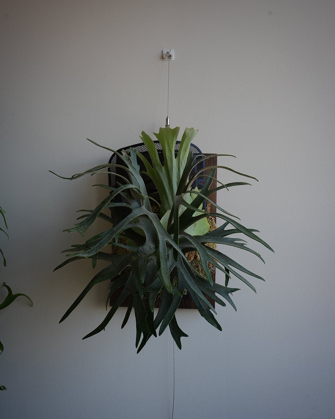 P.willinckii 伊弉諾 from @big_bell.plants_aqua ほんといいビ