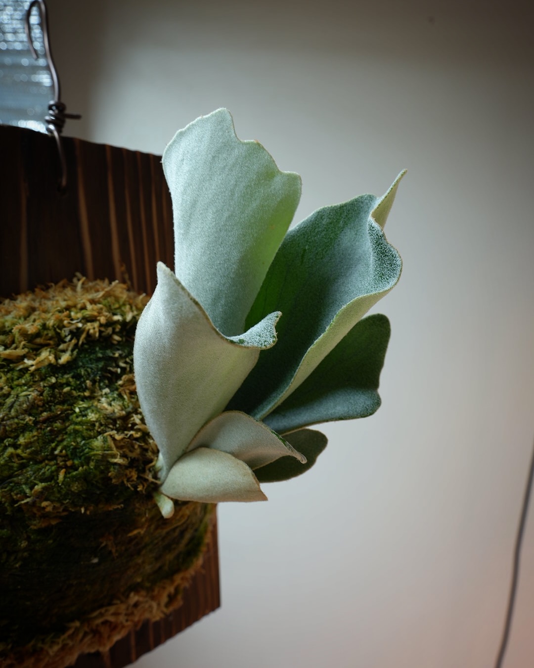 P.Nukul from @ponpowan はんぺんみたいで可愛いビカク。 ベイチー掛けるヒリーの