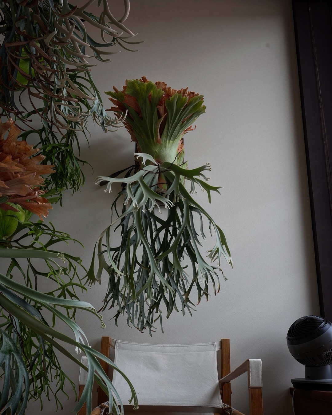 P.willinckii smurf from @katsu_hibino 次の四日市のイベントに子