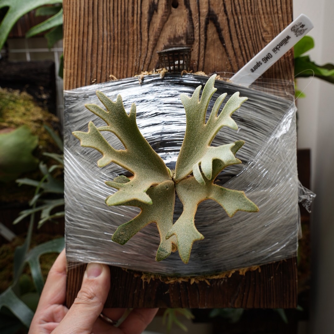 P.willinckii OMG sporeling from @1978_deep_ 1.2枚目 