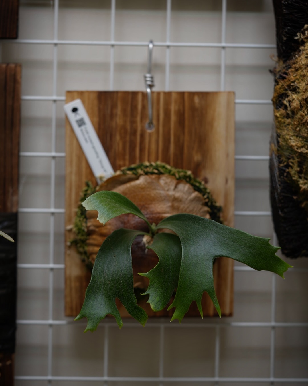 P.hillii mutant sporeling “Group M” From @ukiyo_be