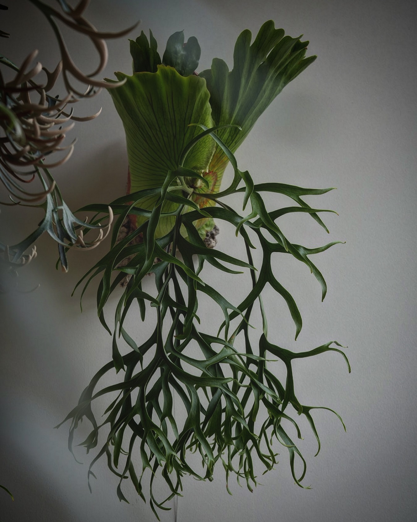 P.coronarium waiwai from @vandaka_plants カイガラムシは暖か