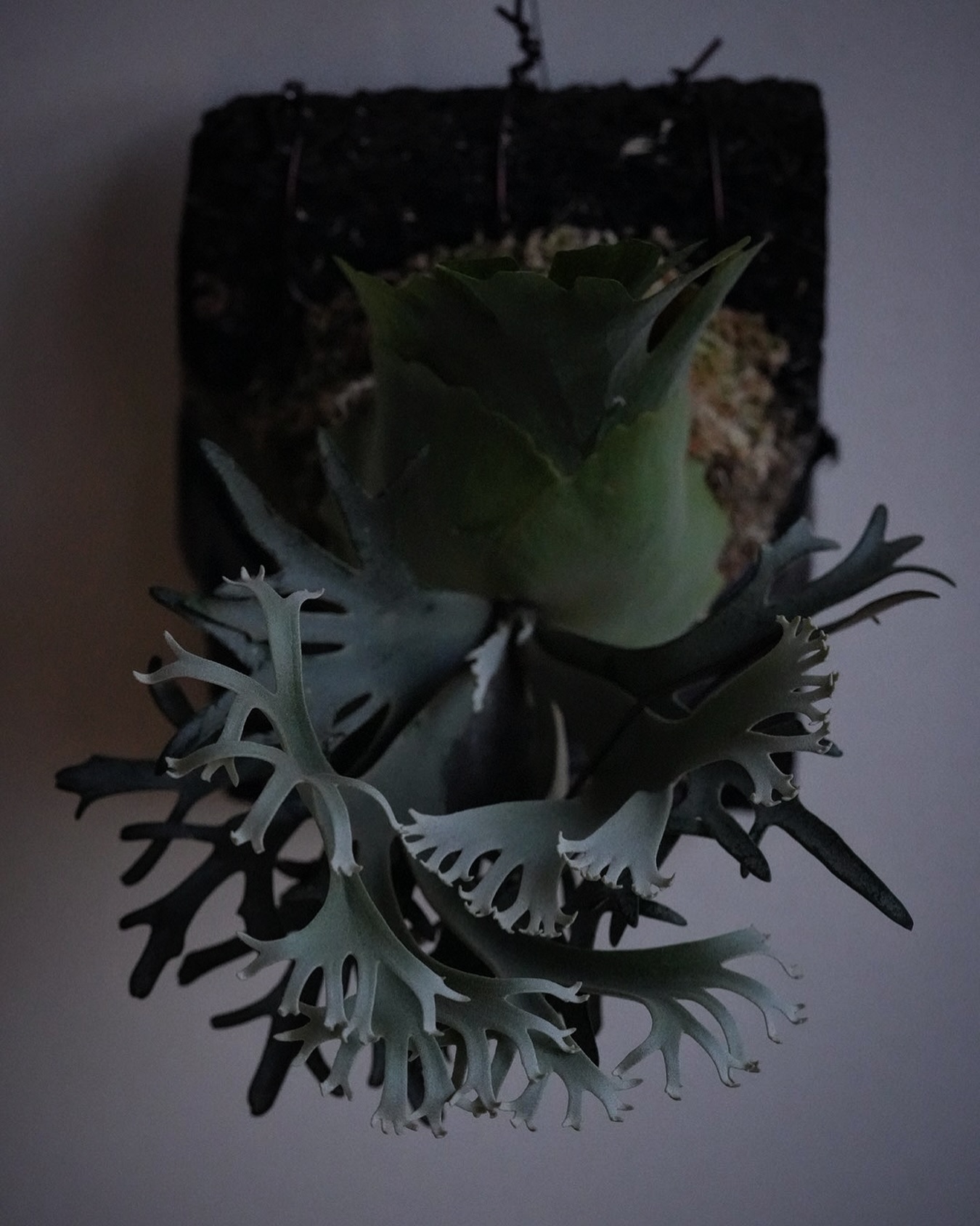 Platycerium willinckii OMG おらの村にやっとドワーフらしいビカクが来たっぺ