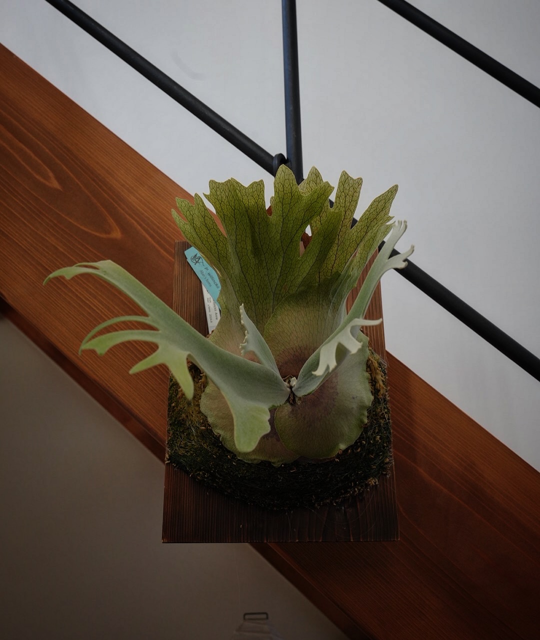 P.willinckii anne from @tmk_plants やっぱりリールの方がよく観られ