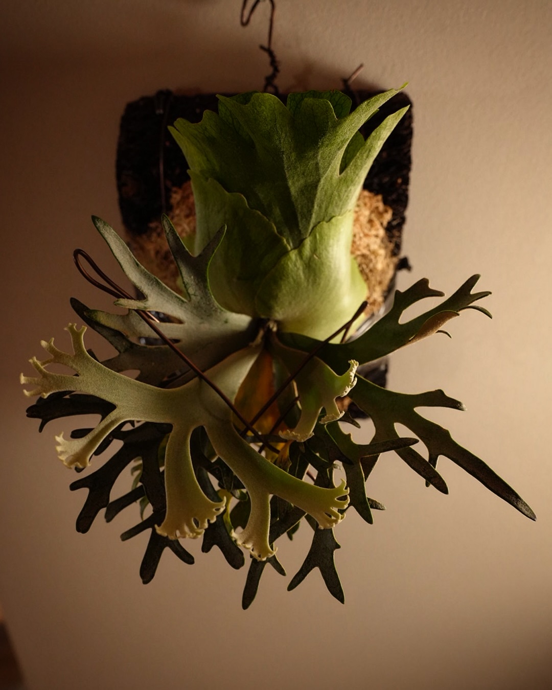 Platycerium willinckii OMG この写真見てなぜか子供の頃観たゼイラムって映画