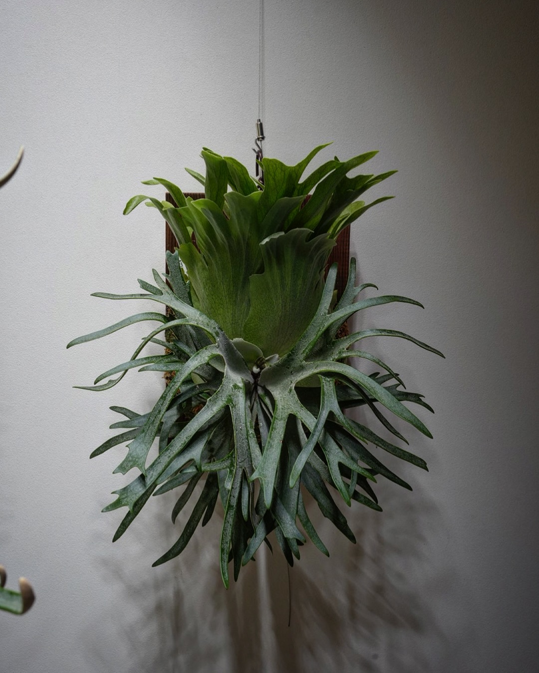 P.willinckii 伊弉諾 from @big_bell.plants_aqua なかなか良い