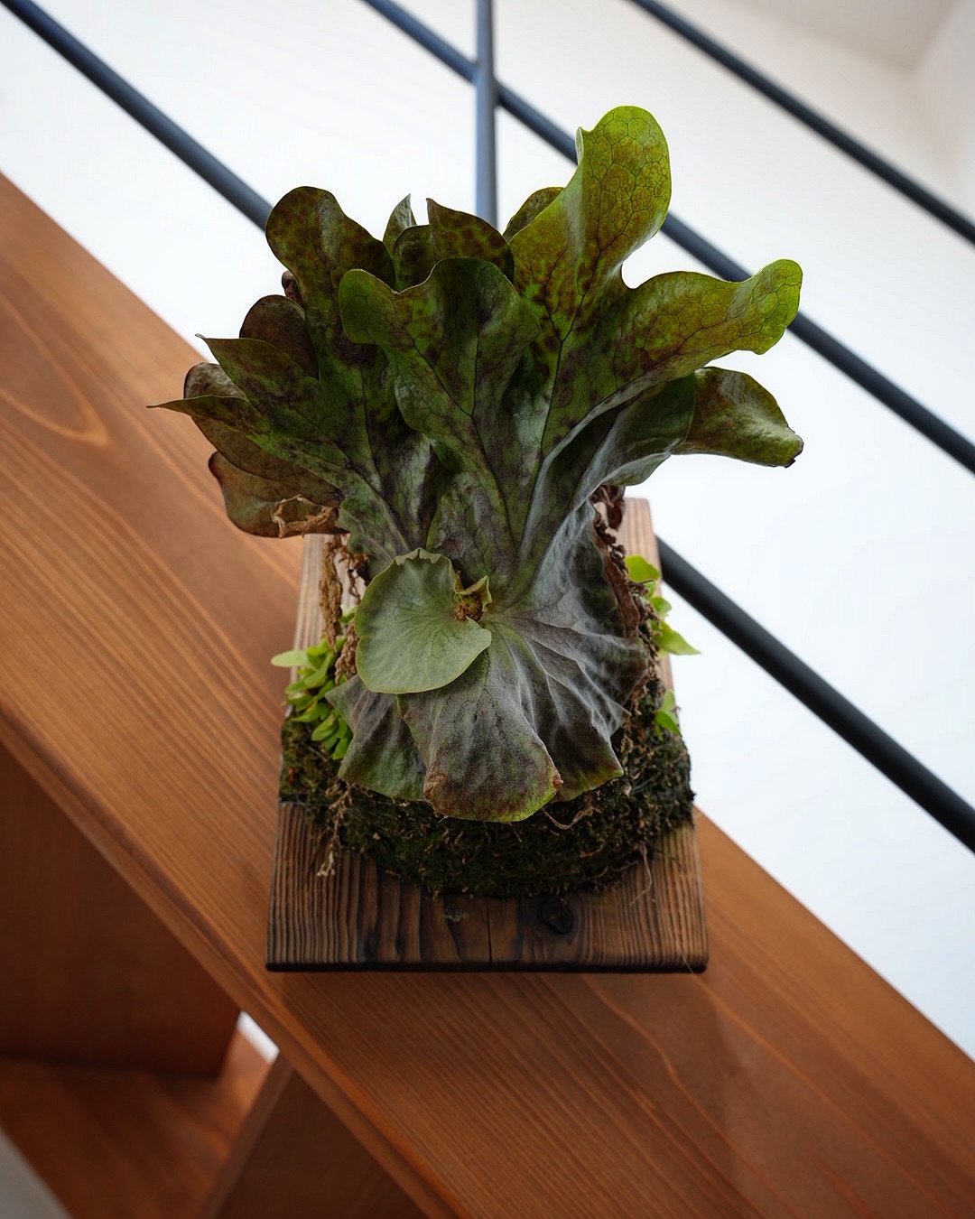 P.superbum dwarf sporeling うちのスパドワちゃんはちょっと花京院典明っぽい