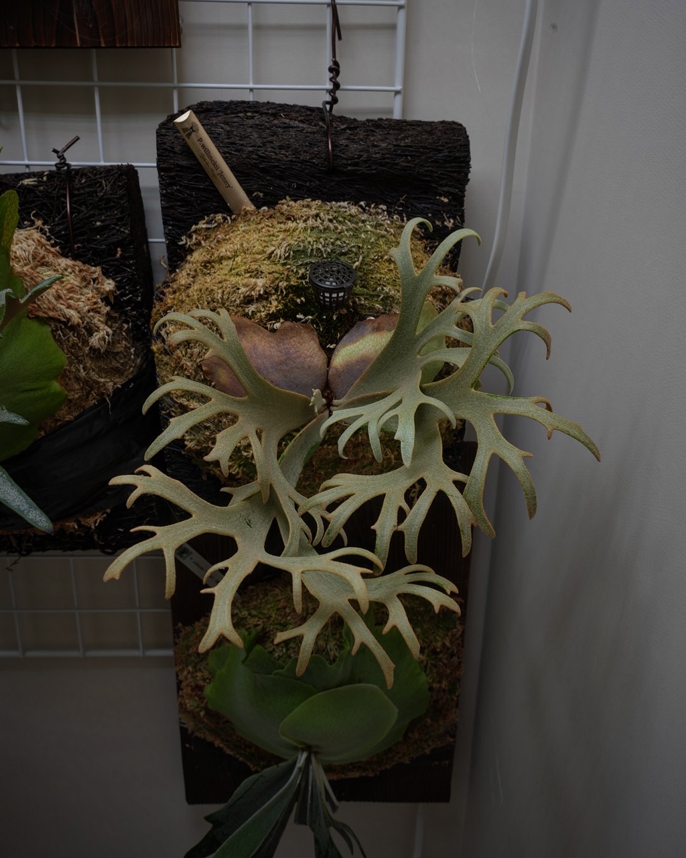 P.willinckii ‘Jenny’ from @bikakumafia ええビカクや、これは。