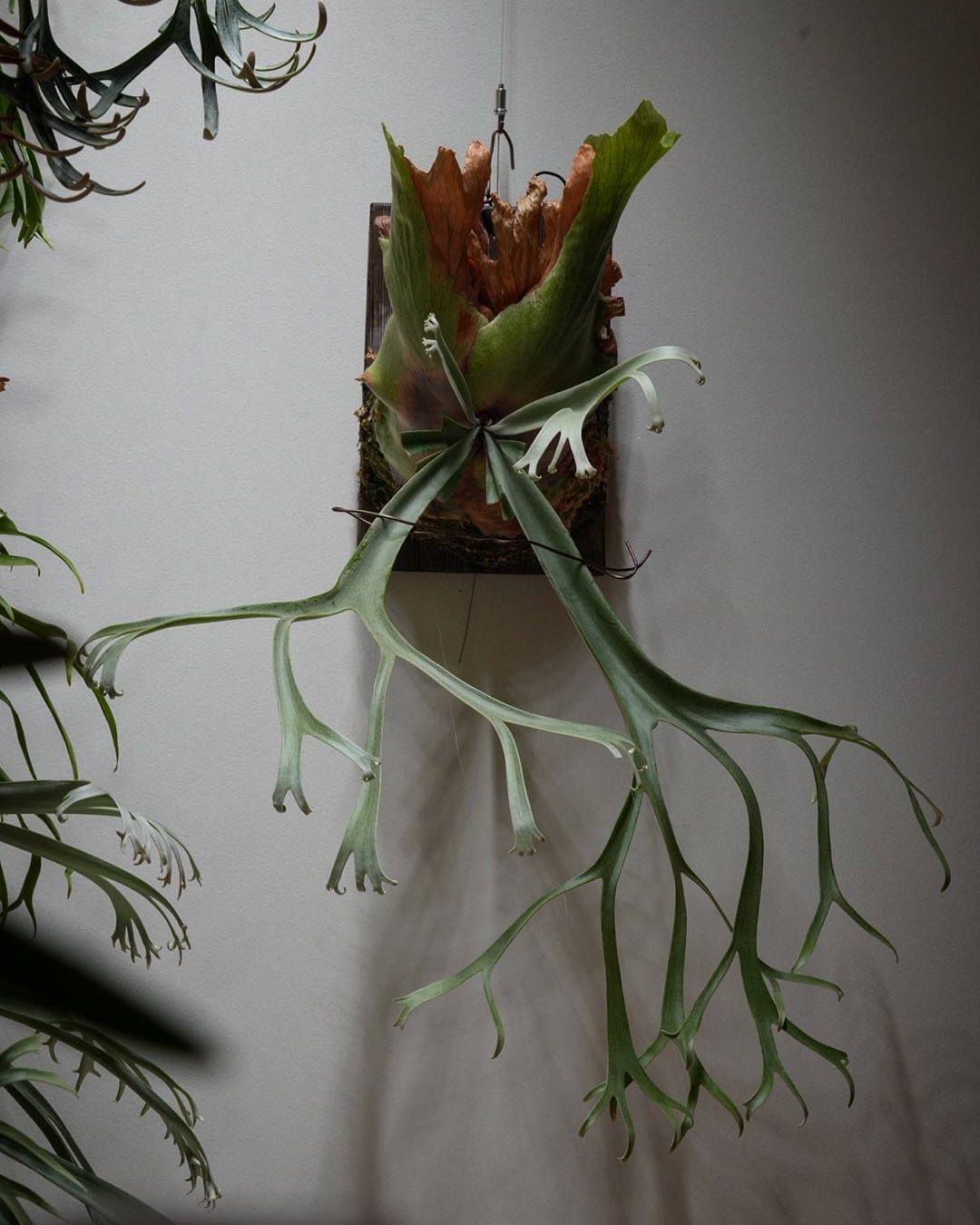 P.willinckii blue queen ブルークイーン胞子つきました。 こんな感じの葉性なん