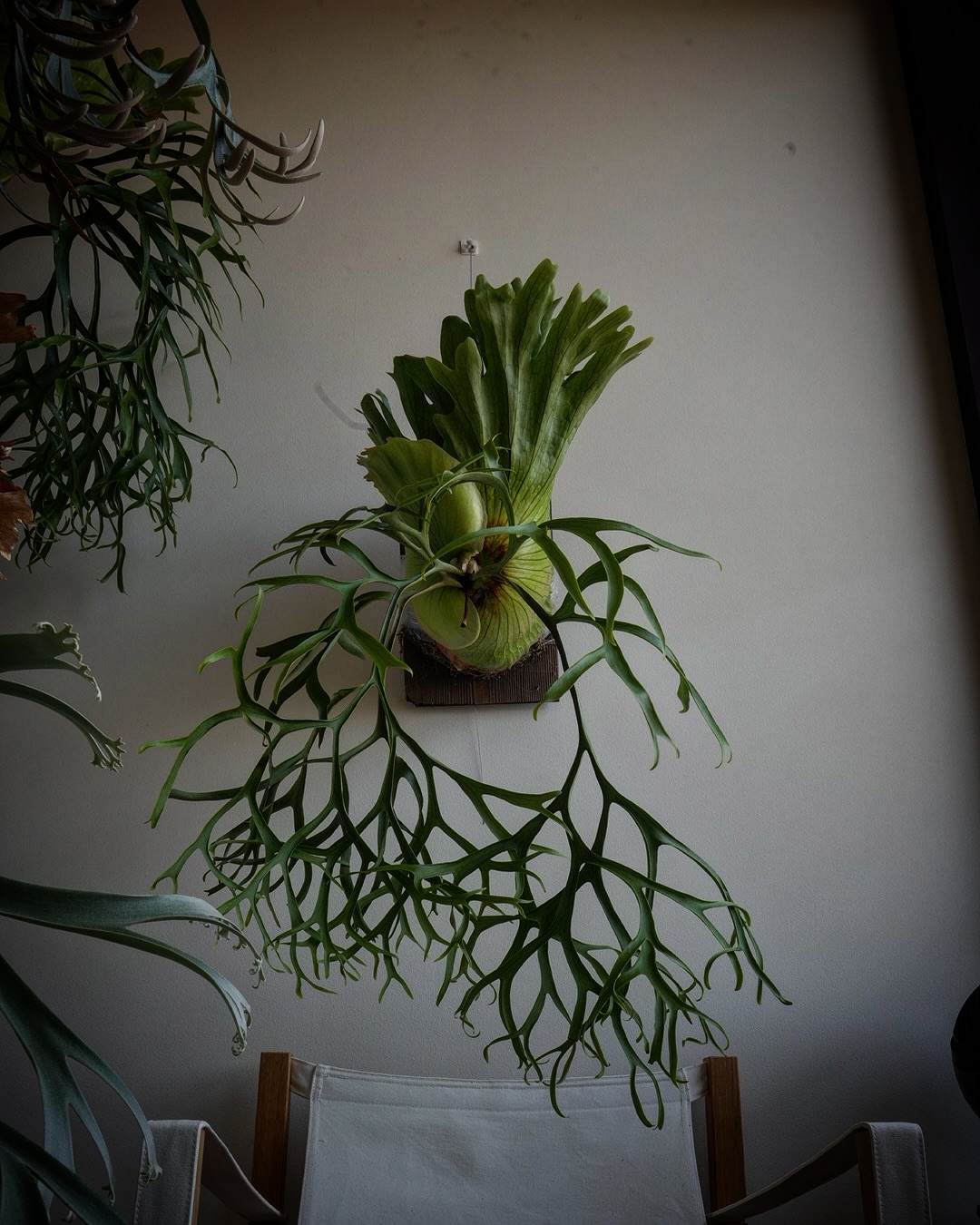 P.coronarium from @katsu_hibino コロナリウムはいいぞ。以上。