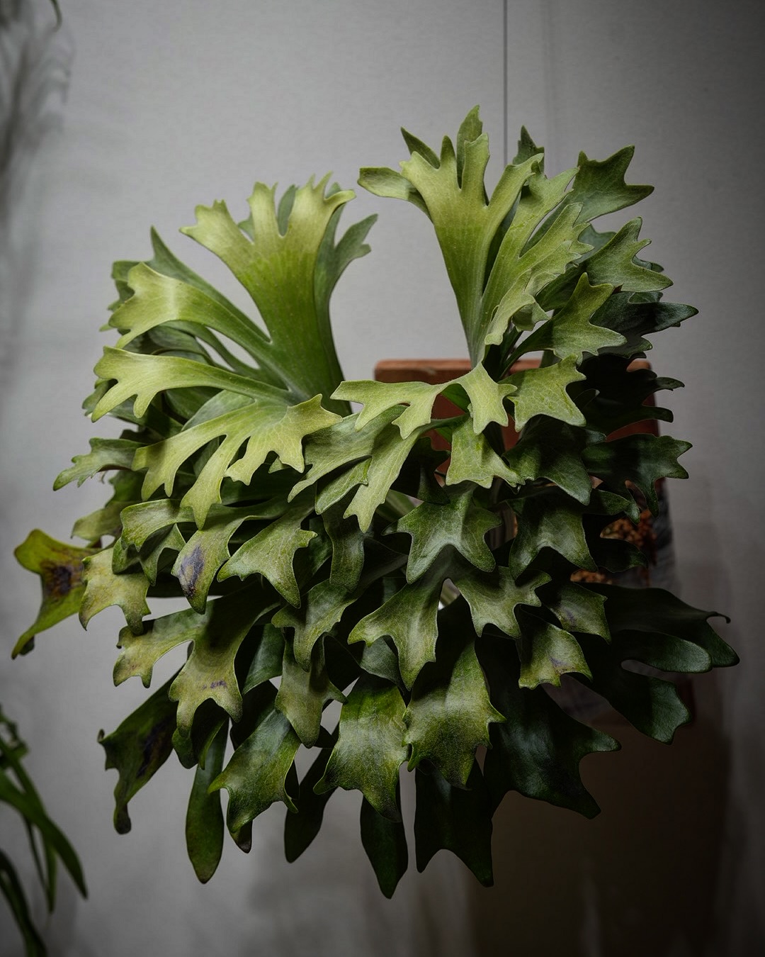 P.hillii has この株はその昔、三重糜会会長兼東海糜会副会長であられる @zutto_ki