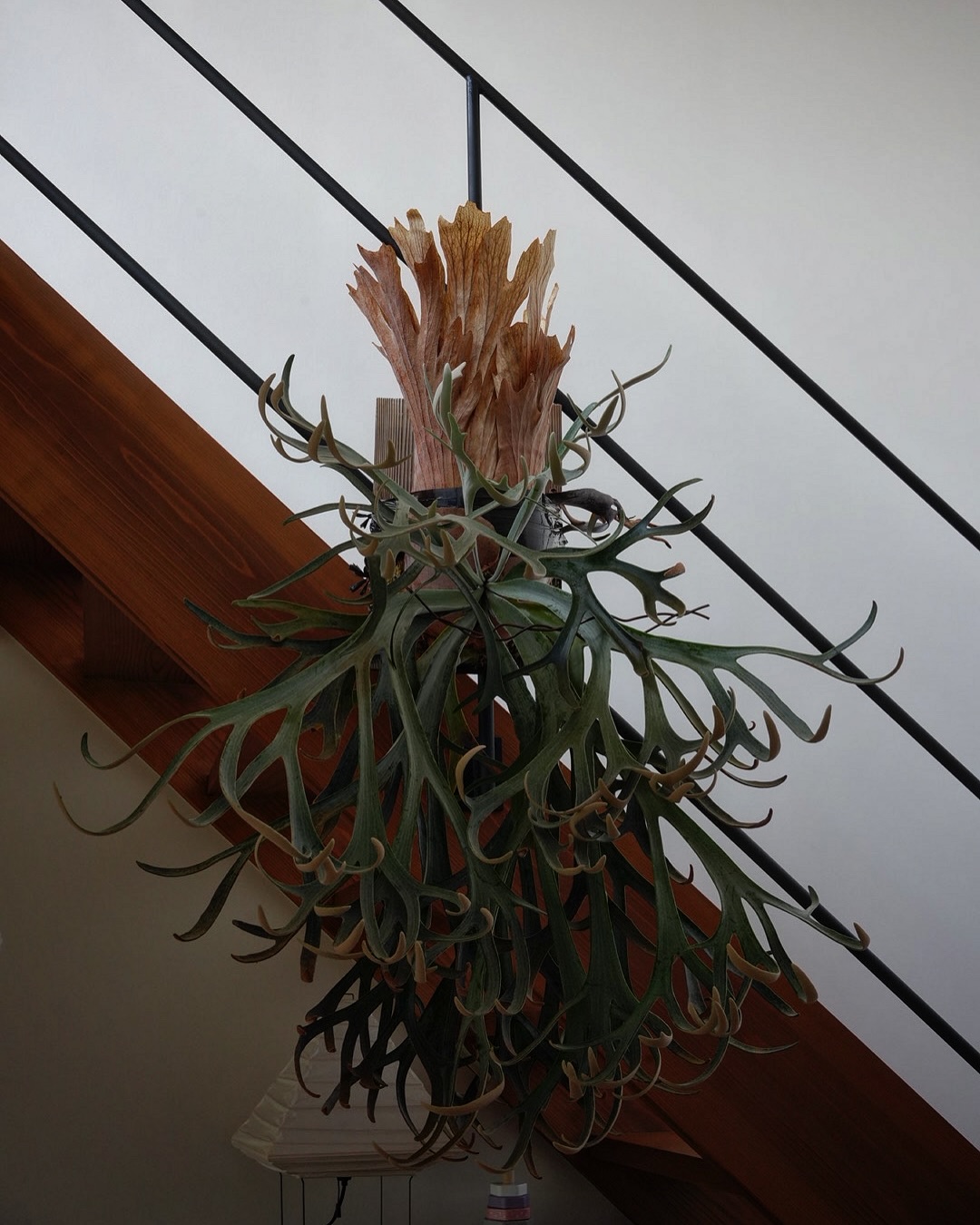 Moonlight VPの胞子葉