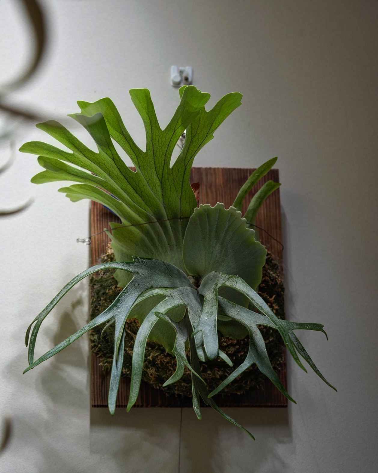 P.willinckii vanorn マニア受けしそうなビカクだな。