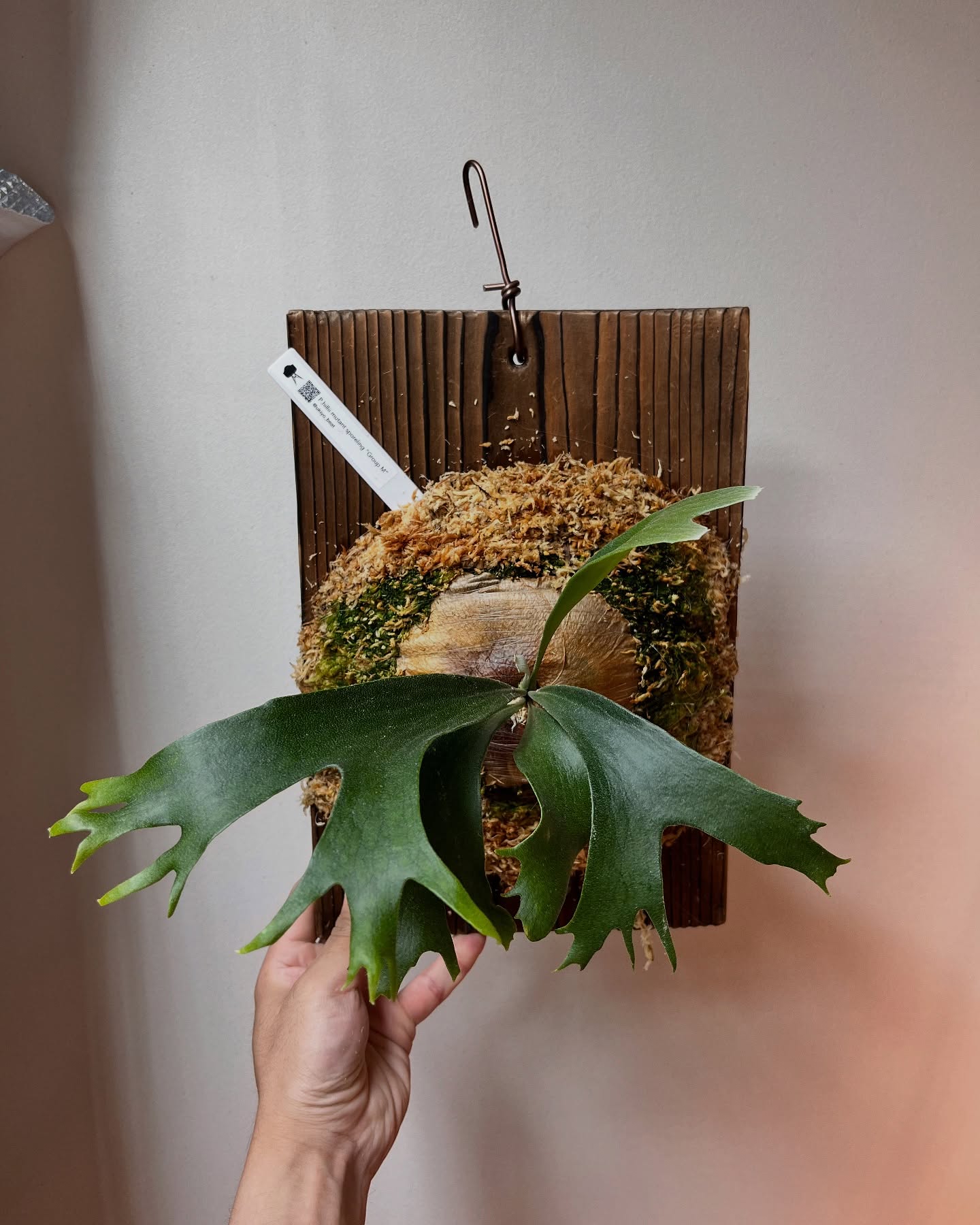 P.hillii mutant sporeling “Group M” From @ukiyo_be