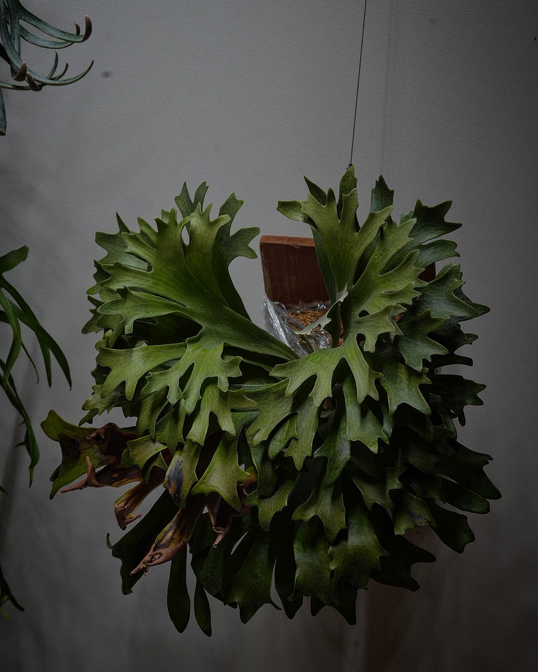 P.hillii has この株はその昔、三重糜会会長兼東海糜会副会長であり九州糜会の名誉調整役であ