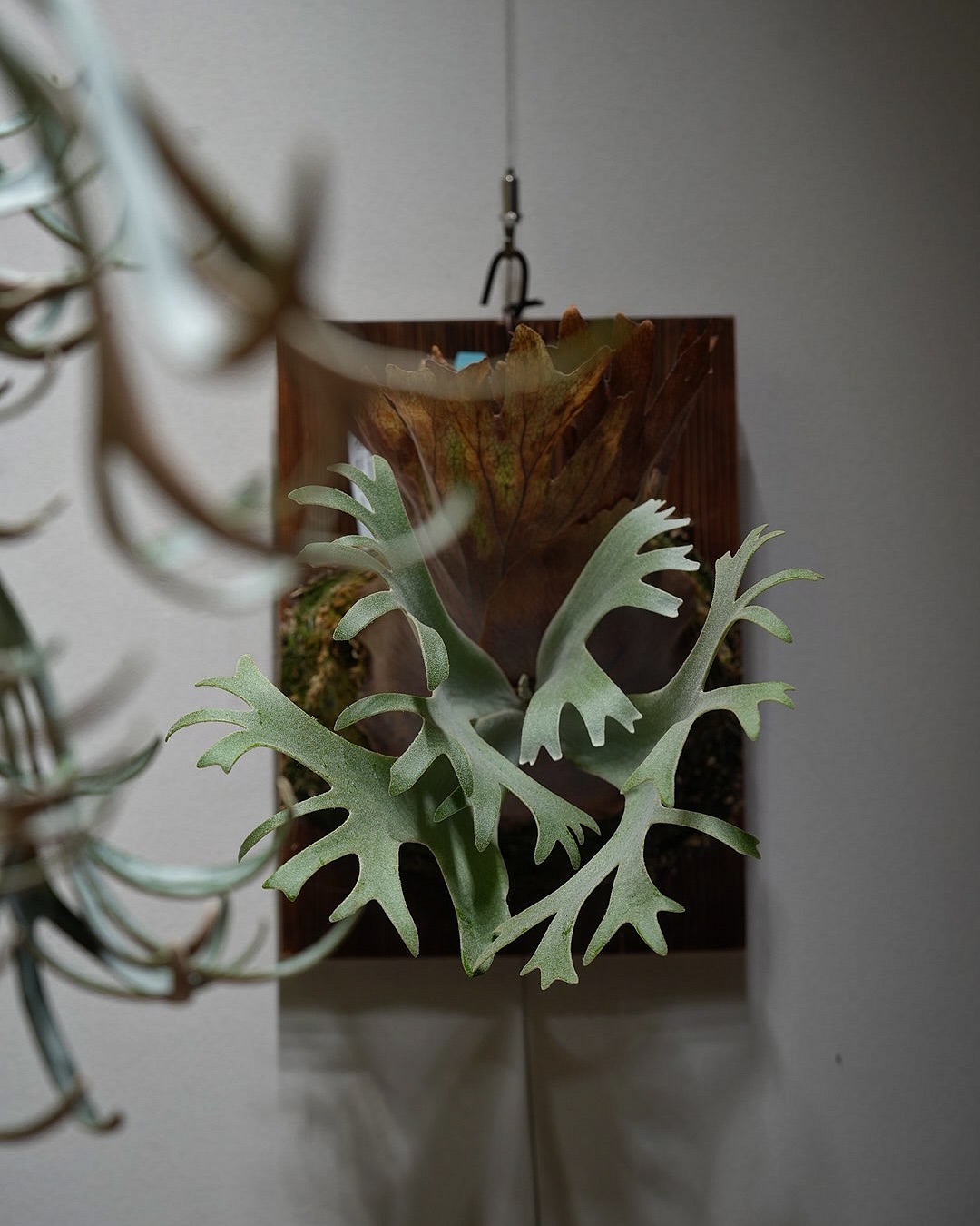 P.willinckii anne from @tmk_plants なんか可愛いぞ