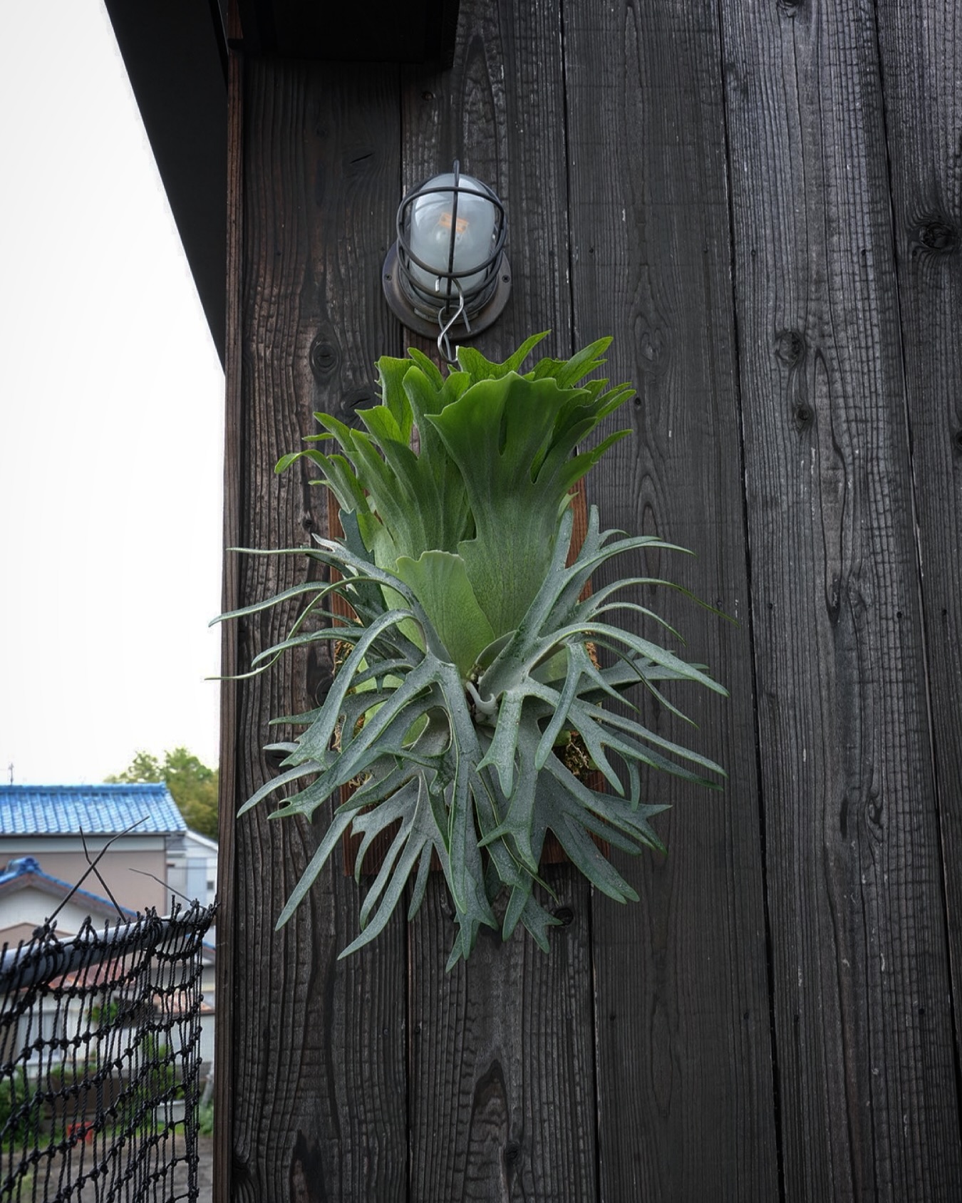 P.willinckii 伊弉諾 from @big_bell.plants_aqua いいね