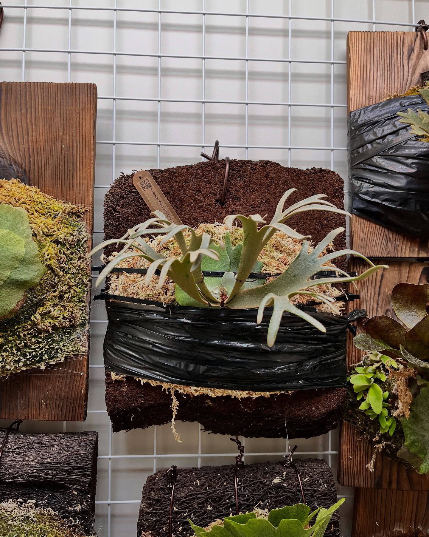 Platycerium willinckii 'Blue Queen' spore dwarf fr