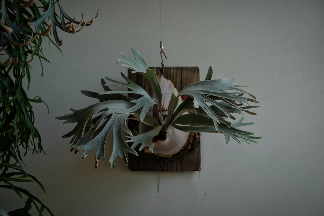 P.White gizmo ギズモとモグワイとグレムリンの違いをすぐ答えられる人は日本に何人いるのか