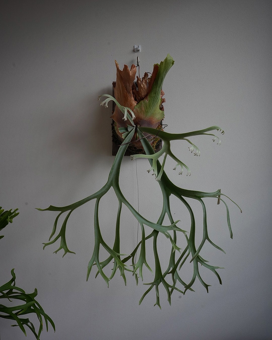 P.willinckii blue queen 確かにコンパクト。 今のところ0.5月光爪哇くらいの