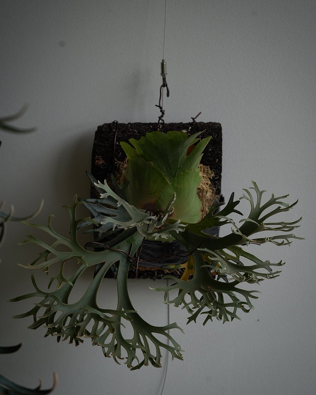 Platycerium willinckii OMG 今日はなぜかOMGの投稿が多いので便乗。