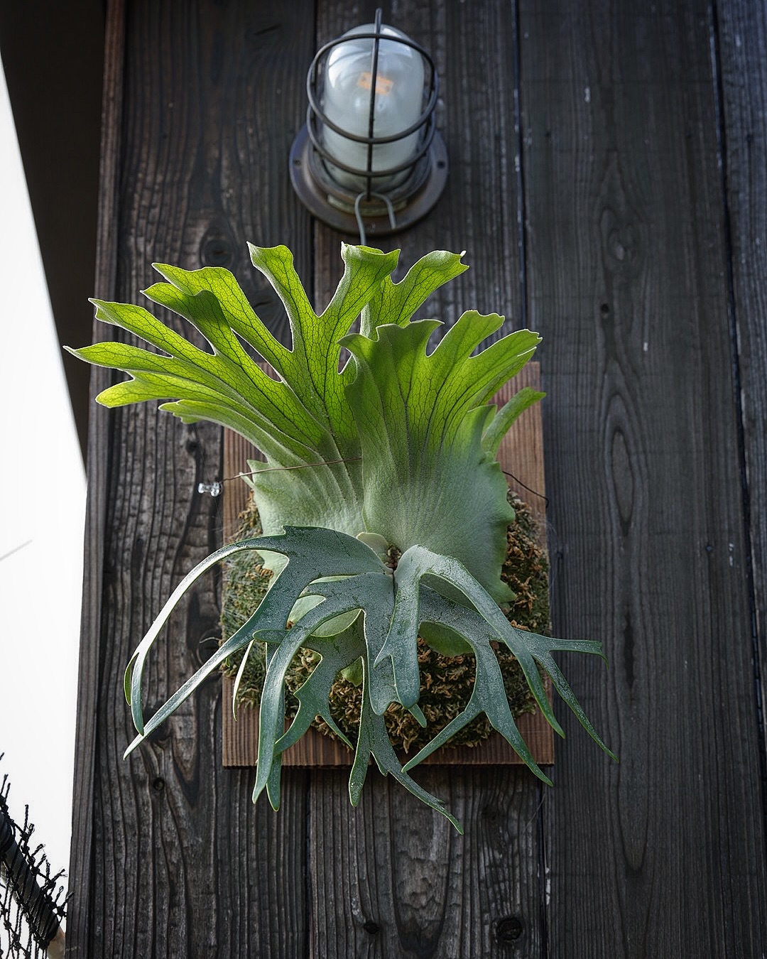 P.willinckii vanorn 次の胞子葉ターンが楽しみなビカク。