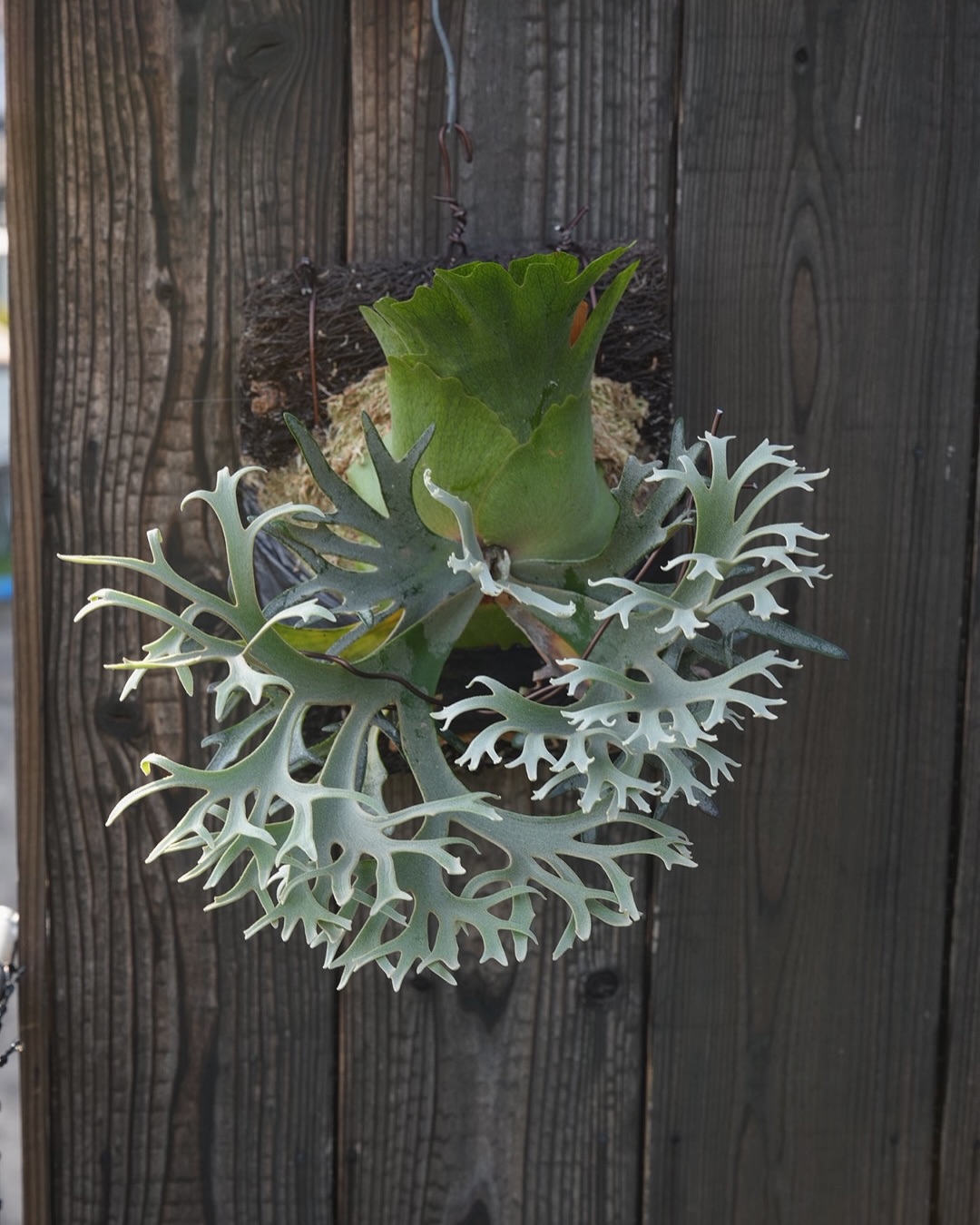 Platycerium willinckii OMG 某有名販売者さん風の背景。 なるほど、ビカクが