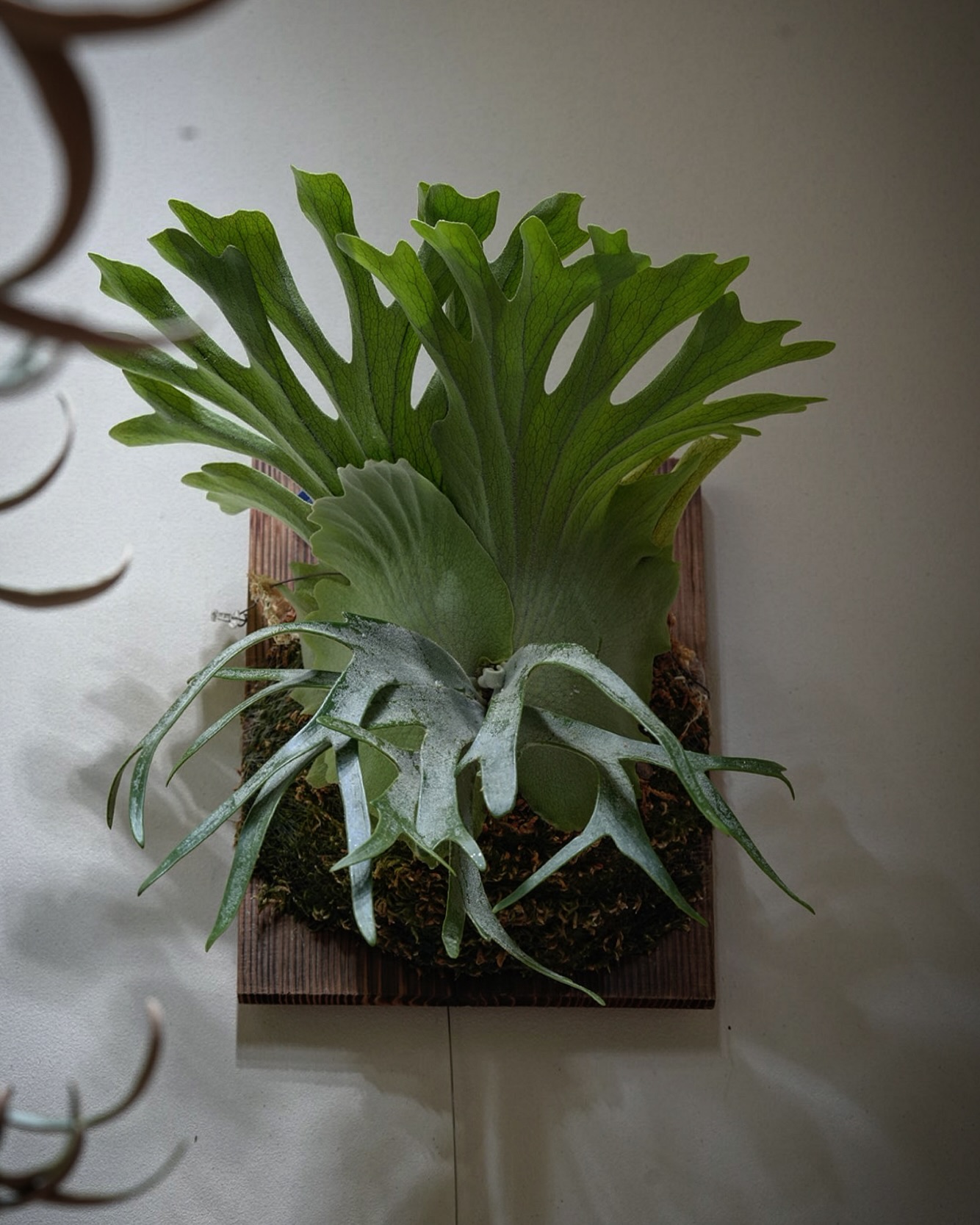 P.willinckii vanorn やはりウィリンキーは平たく盛るのが良さげですぞ。 貯水葉が綺