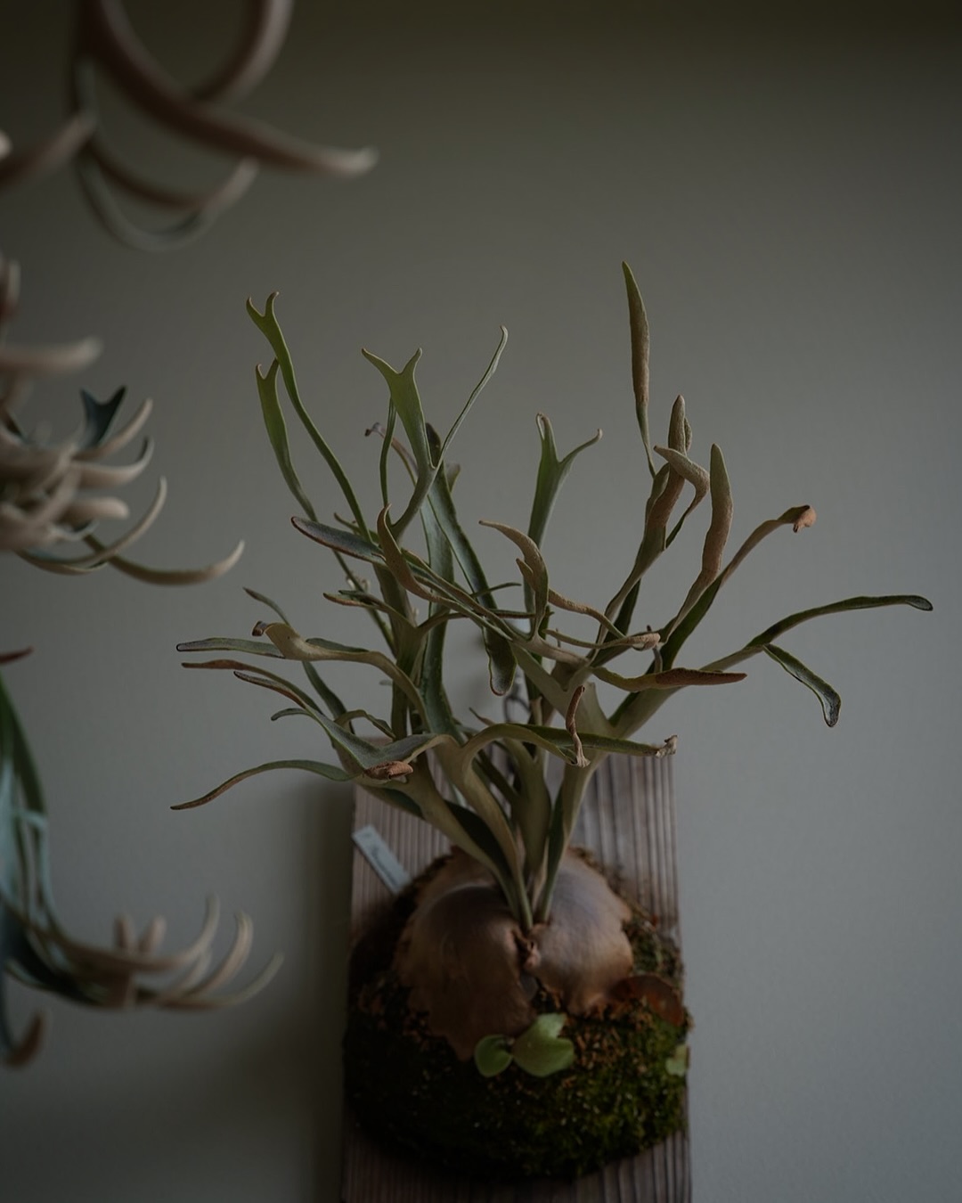 P.Phenomenal from @katsu_hibino めっちゃいい。