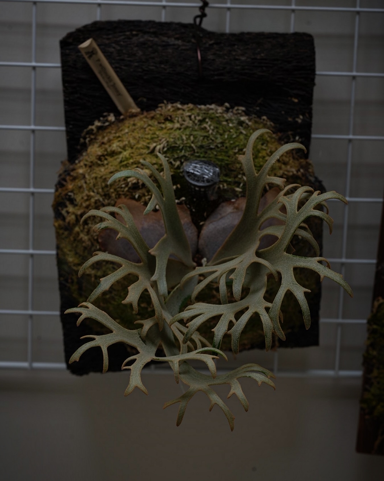 P.willinckii ‘Jenny’ from @bikakumafia ジェニーにごわす。