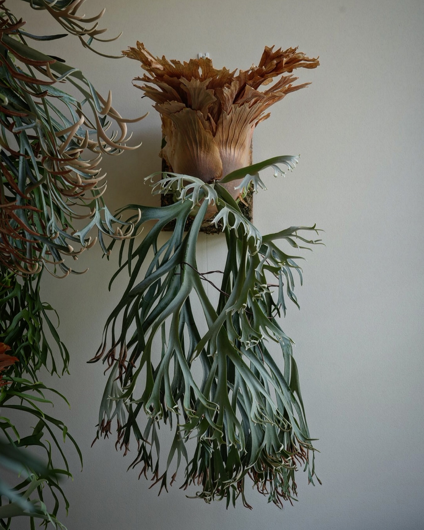 P. willinckii 月光爪哇