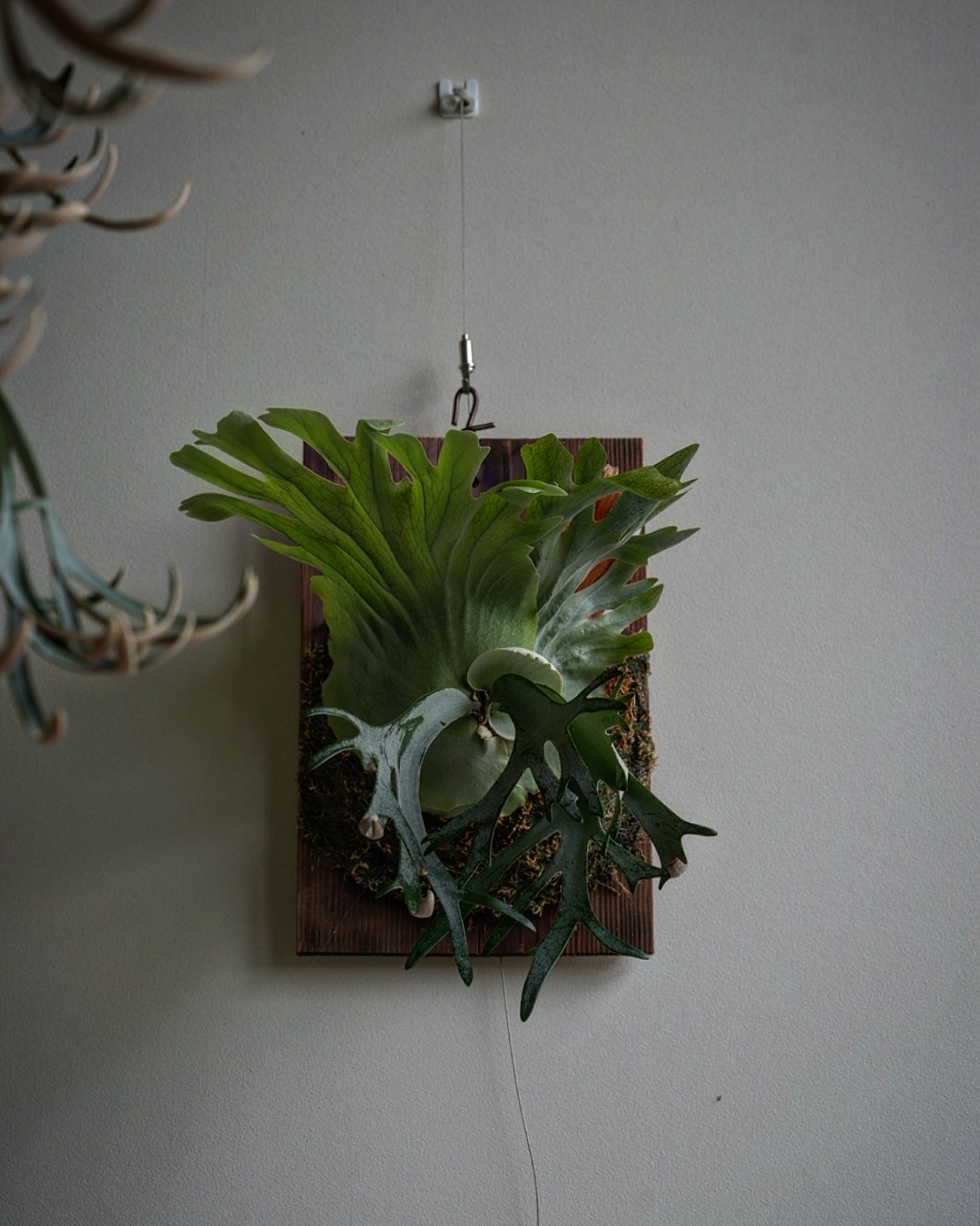 P.willinckii gabriel from @iggy421 なかなか良い貯水葉。 このまま