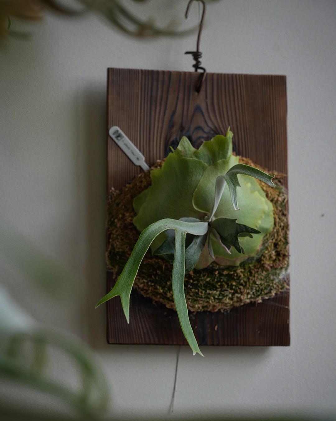 P.willinckii tobari from @pine.field.garage 独特な雰囲気