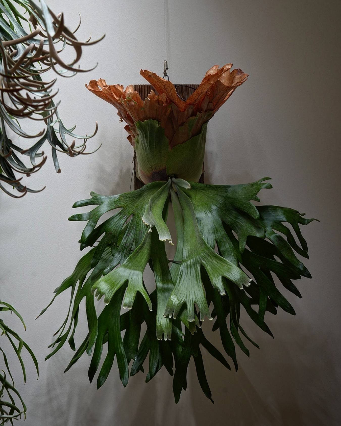 P.willinckii wallichii なかなか