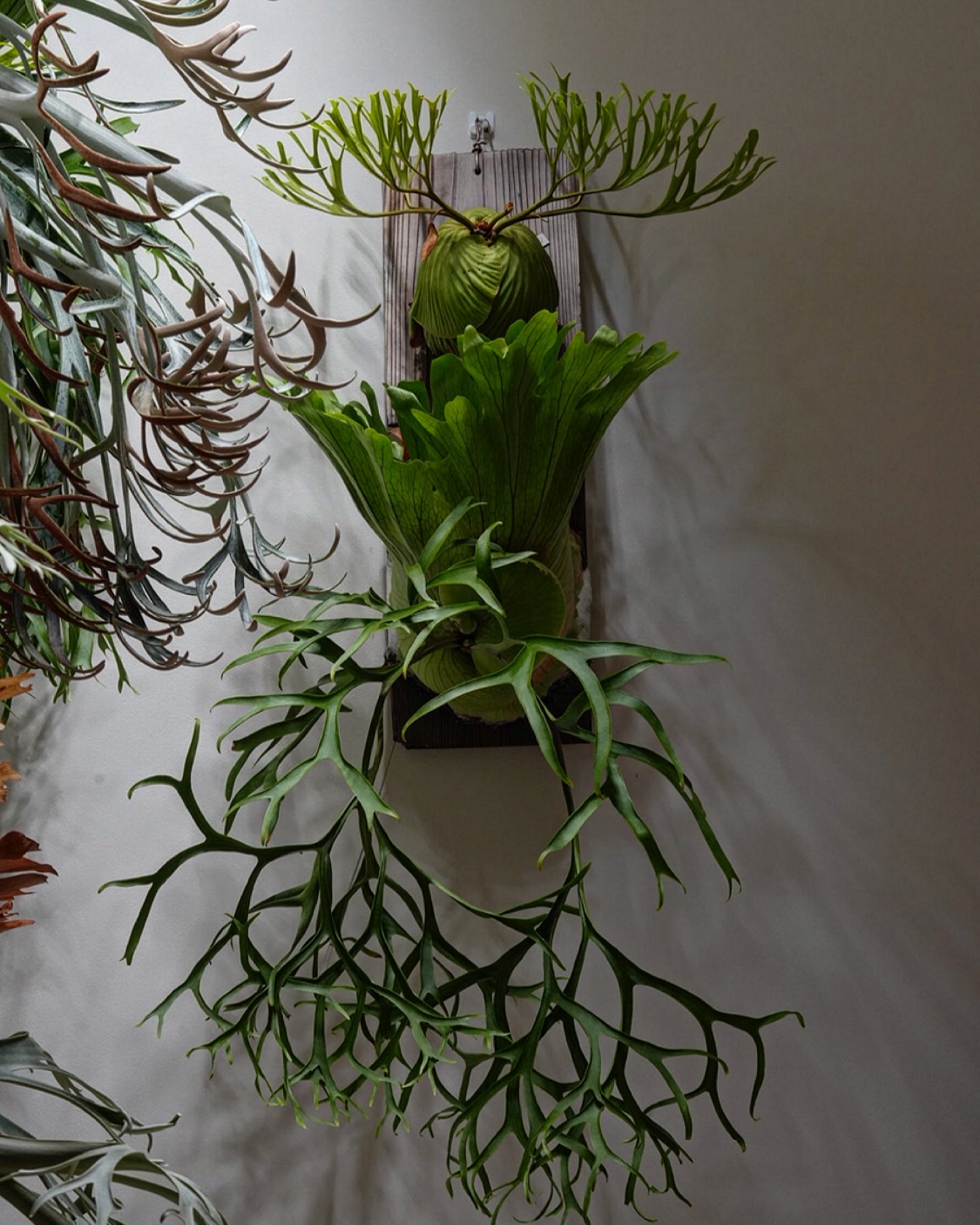 P.ridleyi nano P.coronarium from @katsu_hibino 日比野