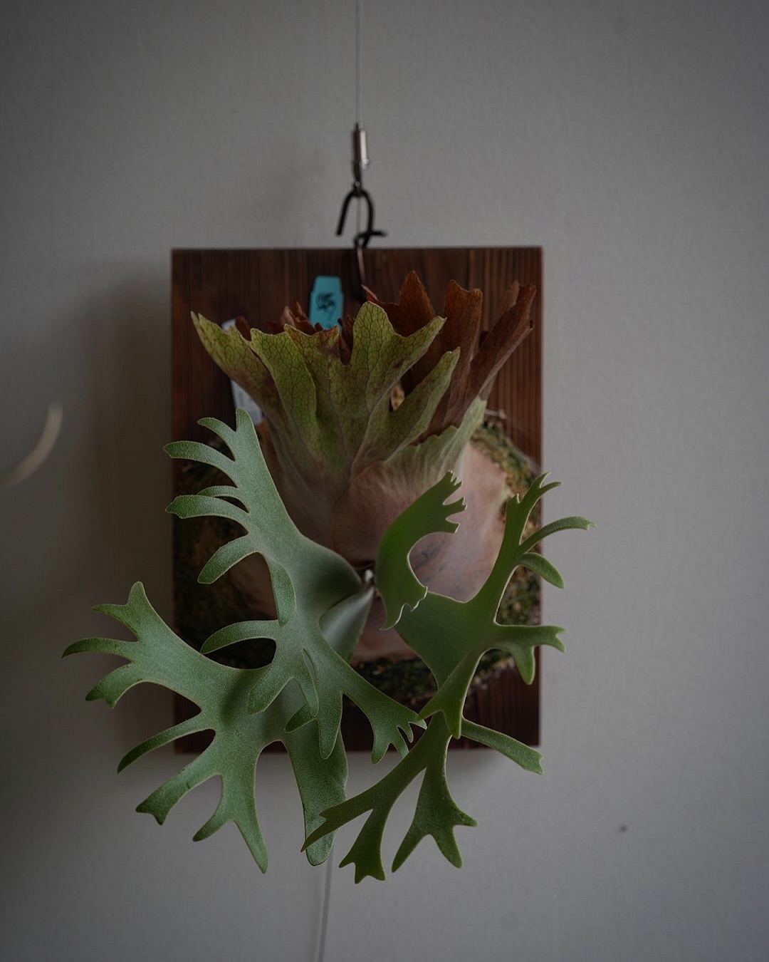 P.willinckii anne from @tmk_plants 光が強すぎた。 やはりこのウィ