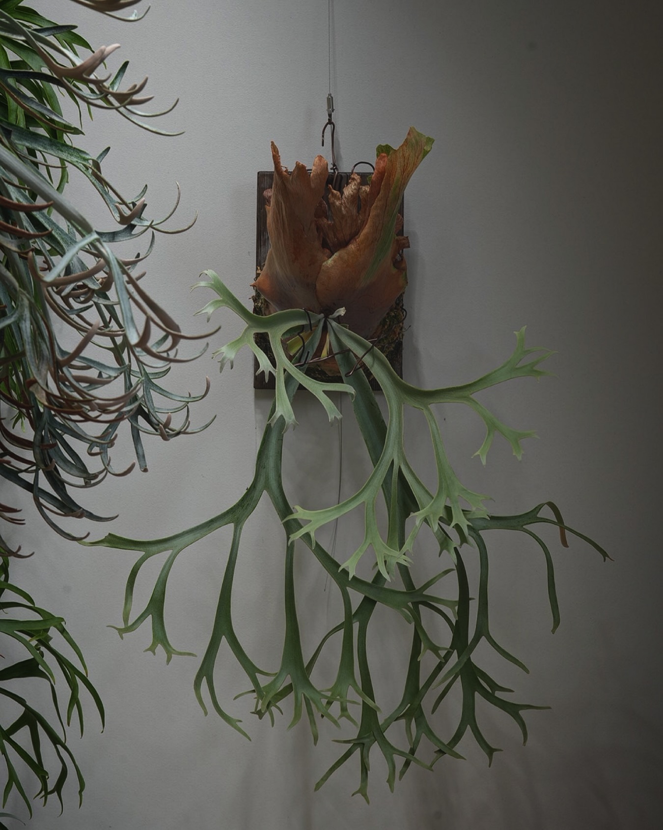 P.willinckii blue queen 胞子葉が細いな。 ということは、こいつの擬人化は細身