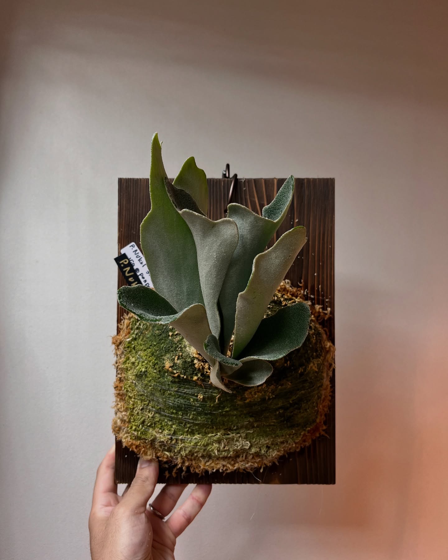 P.Nukul from @ponpowan 根到達苔増し板替えマグァンプましまし 菌類感があって可