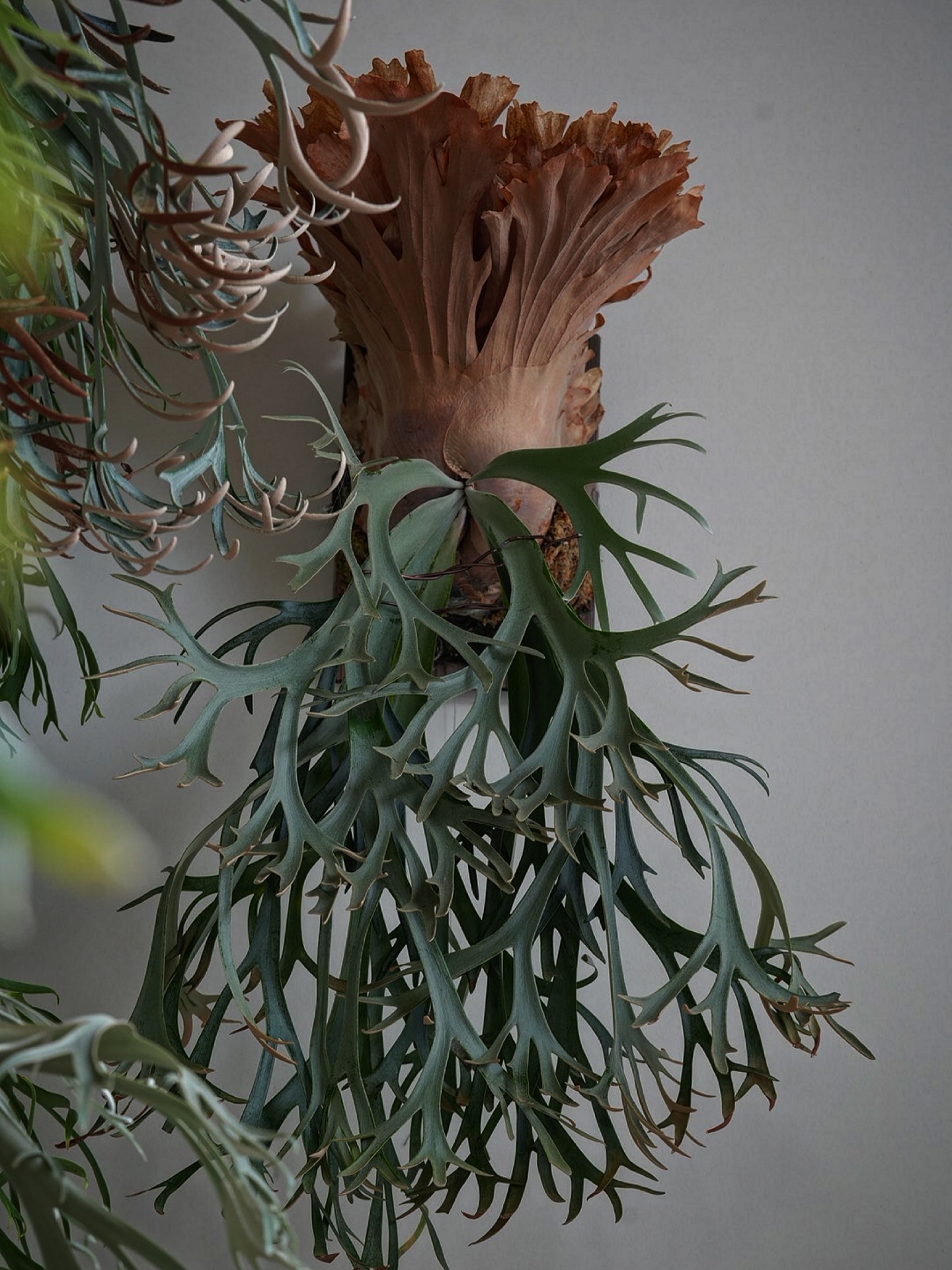 P.willinckii smurf from @katsu_hibino バランスの良いウィリンキ