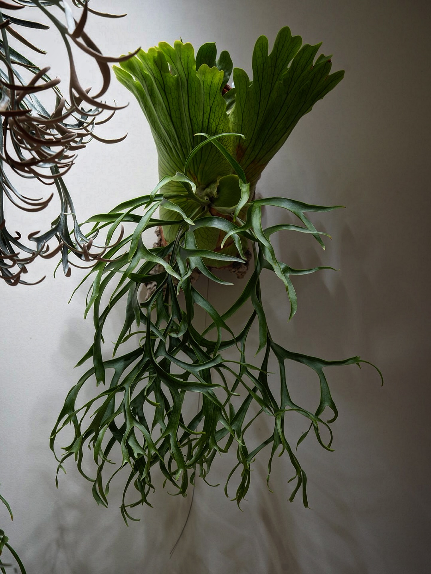 P.coronarium waiwai from @vandaka_plants カイガラムシは暖か