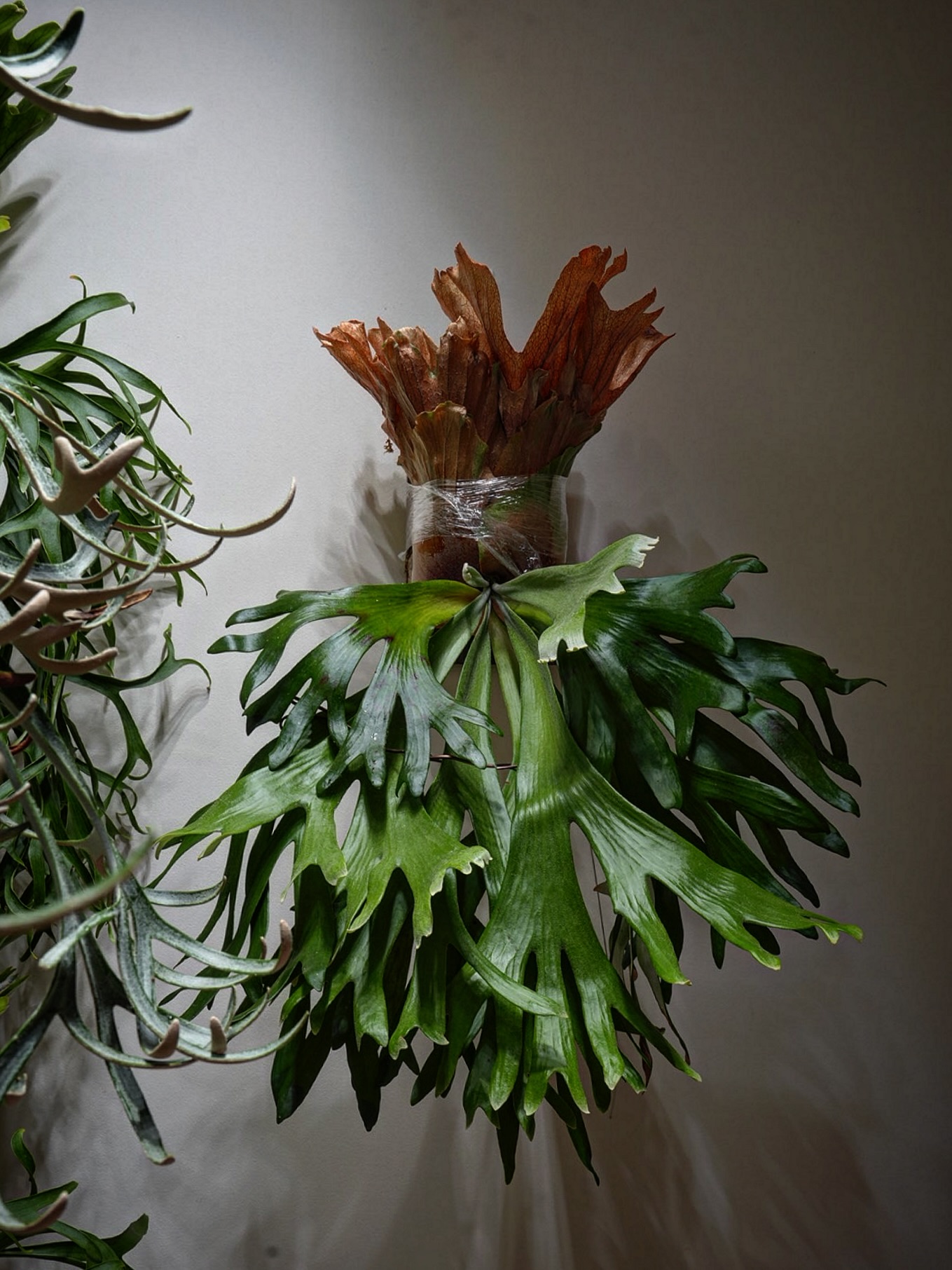 P.willinckii × wallichii