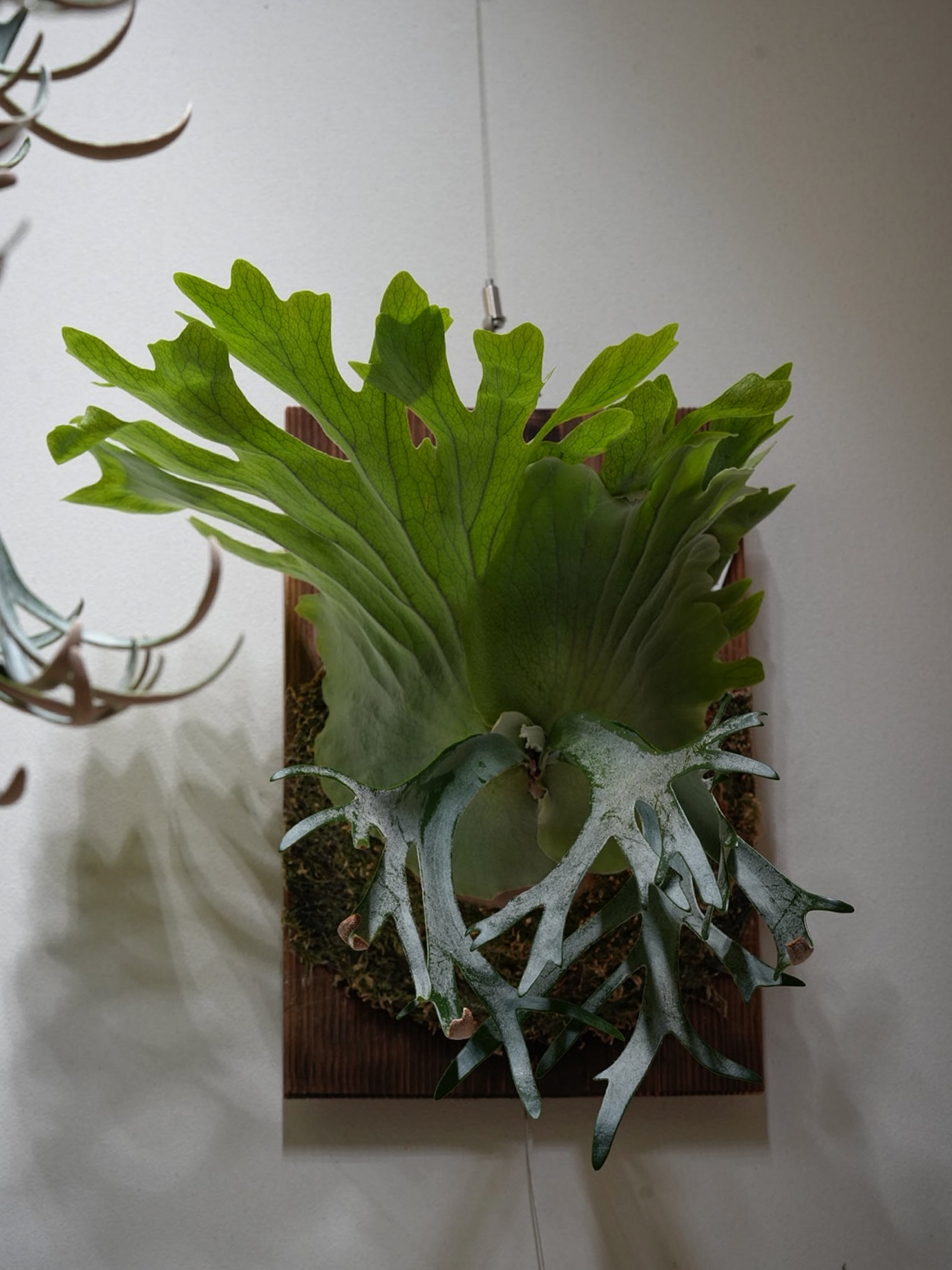 P.willinckii gabriel from @iggy421 いい胞子葉が出てきました。